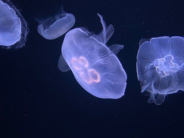 サンシャイン水族館に投稿された画像（2022/6/12）