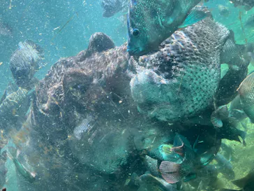 天王寺動物園に投稿された画像（2022/6/12）