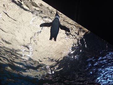 京都水族館×ニデック京都タワーに投稿された画像（2022/6/12）