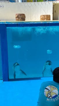 伊豆・三津シーパラダイスに投稿された画像（2022/6/12）
