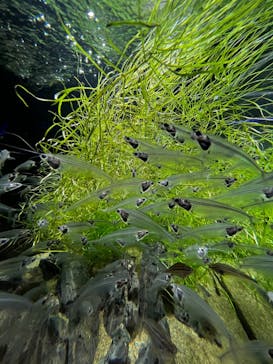 カワスイ 川崎⽔族館に投稿された画像（2022/6/12）