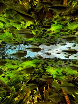 カワスイ 川崎⽔族館に投稿された画像（2022/6/12）