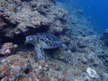 石垣島 ADVENTURE PiPi（イシガキジマアドベンチャーピピ）に投稿された画像（2022/6/12）