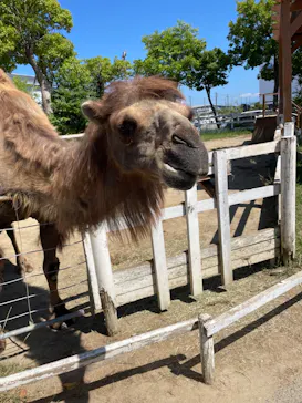 神戸どうぶつ王国に投稿された画像（2022/6/12）