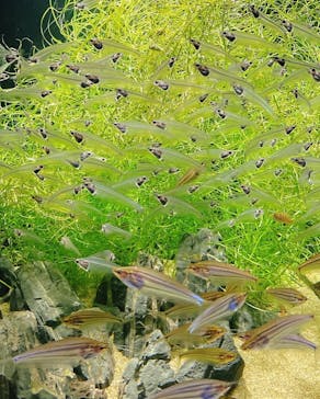 カワスイ 川崎⽔族館に投稿された画像（2022/6/12）