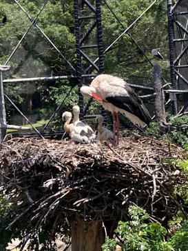 天王寺動物園に投稿された画像（2022/6/12）