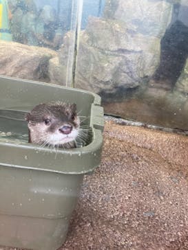新江ノ島水族館に投稿された画像（2022/6/12）