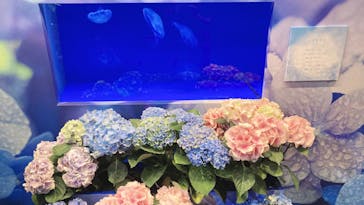 新江ノ島水族館に投稿された画像（2022/6/12）