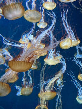 新江ノ島水族館に投稿された画像（2022/6/12）