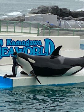 鴨川シーワールドに投稿された画像（2022/6/12）