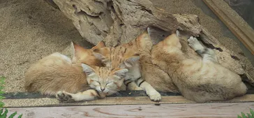 神戸どうぶつ王国に投稿された画像（2022/6/12）