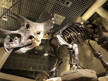 国立科学博物館に投稿された画像（2022/6/12）