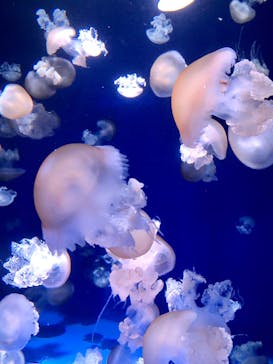 新江ノ島水族館に投稿された画像（2022/6/12）