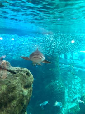 新江ノ島水族館に投稿された画像（2022/6/12）