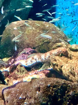 新江ノ島水族館に投稿された画像（2022/6/12）