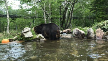サホロリゾート　ベア･マウンテンに投稿された画像（2022/6/12）