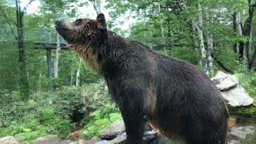 サホロリゾート　ベア･マウンテンに投稿された画像（2022/6/12）