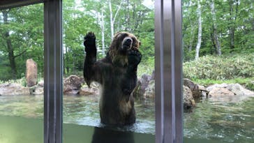 サホロリゾート　ベア･マウンテンに投稿された画像（2022/6/12）