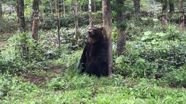 サホロリゾート　ベア･マウンテンに投稿された画像（2022/6/12）