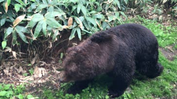 サホロリゾート　ベア･マウンテンに投稿された画像（2022/6/12）