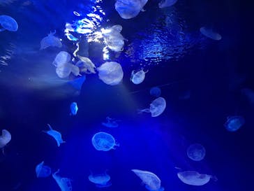 サンシャイン水族館に投稿された画像（2022/6/12）