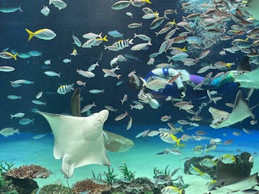 サンシャイン水族館に投稿された画像（2022/6/12）