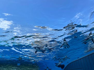 サンシャイン水族館に投稿された画像（2022/6/12）