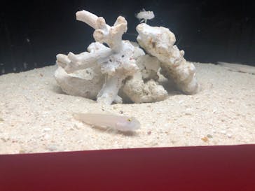 横浜開運水族館 フォーチュンアクアリウムに投稿された画像（2022/6/12）