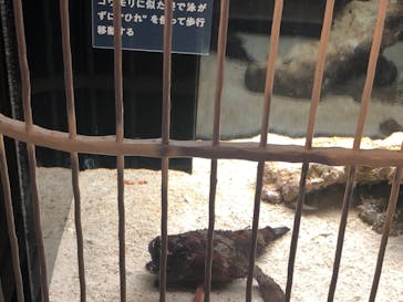 横浜開運水族館 フォーチュンアクアリウムに投稿された画像（2022/6/12）