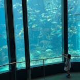 下田海中水族館に投稿された画像（2022/6/13）