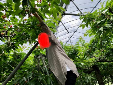 果実の里 原田農園に投稿された画像（2022/6/12）