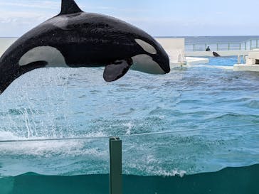 鴨川シーワールドに投稿された画像（2022/6/13）