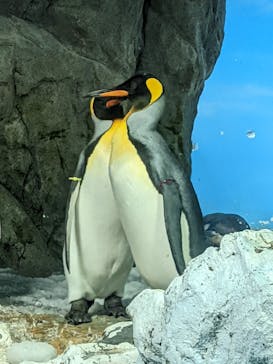 鴨川シーワールドに投稿された画像（2022/6/13）