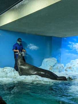 鴨川シーワールドに投稿された画像（2022/6/13）
