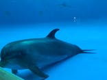 アクアワールド茨城県大洗水族館に投稿された画像（2022/6/13）