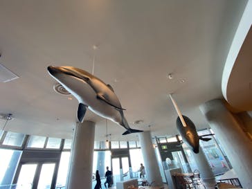 アクアワールド茨城県大洗水族館に投稿された画像（2022/6/13）