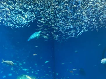 アクアワールド茨城県大洗水族館に投稿された画像（2022/6/13）