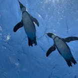 サンシャイン水族館に投稿された画像（2022/6/13）