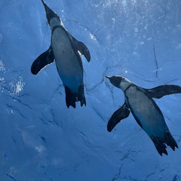 サンシャイン水族館に投稿された画像（2022/6/13）