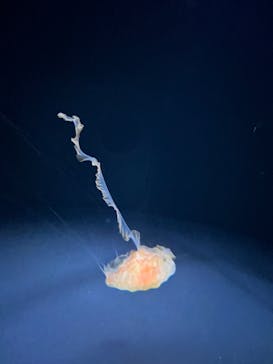 サンシャイン水族館に投稿された画像（2022/6/13）