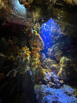 サンシャイン水族館に投稿された画像（2022/6/13）