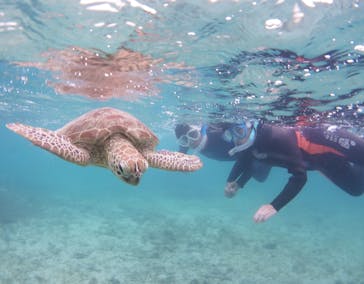 アマミエンシスに投稿された画像（2022/6/13）