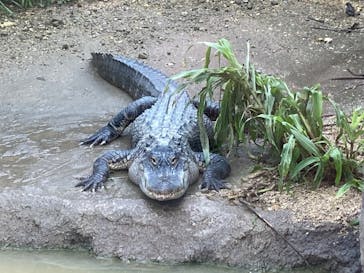 沖縄こどもの国に投稿された画像（2022/6/13）