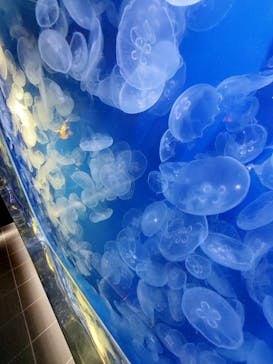 鴨川シーワールドに投稿された画像（2022/6/13）