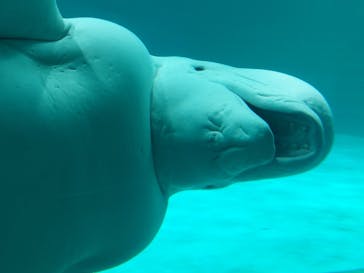 鴨川シーワールドに投稿された画像（2022/6/13）