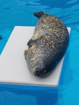 鴨川シーワールドに投稿された画像（2022/6/13）