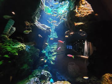 鴨川シーワールドに投稿された画像（2022/6/13）