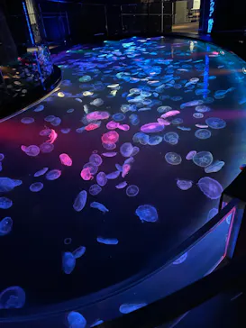 すみだ水族館に投稿された画像（2022/6/13）