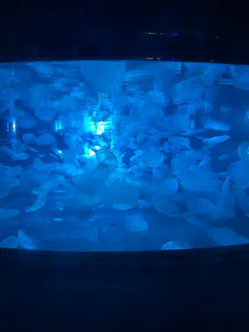 すみだ水族館に投稿された画像（2022/6/13）