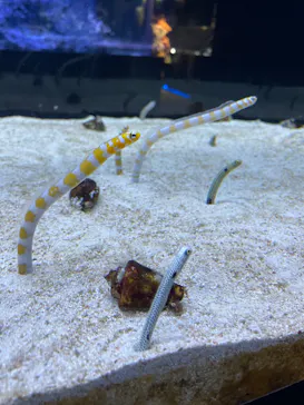 すみだ水族館に投稿された画像（2022/6/13）